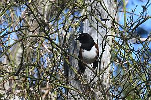 2025-04286669 Parker River  NWR, MA
